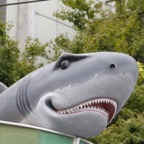 Shark.JPG